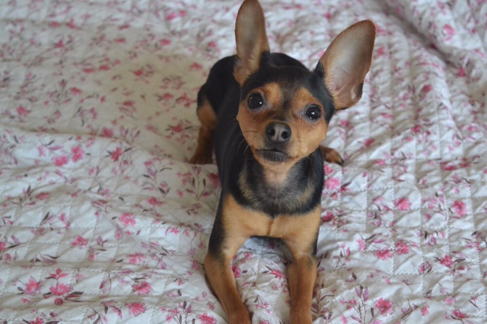 Вязка русский той-терьер