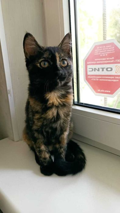 Черепаховая девочка