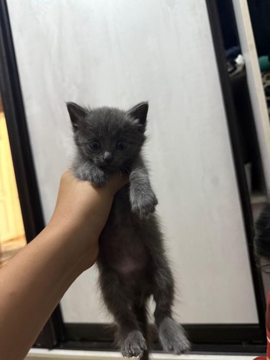 Отдам котят( даром)