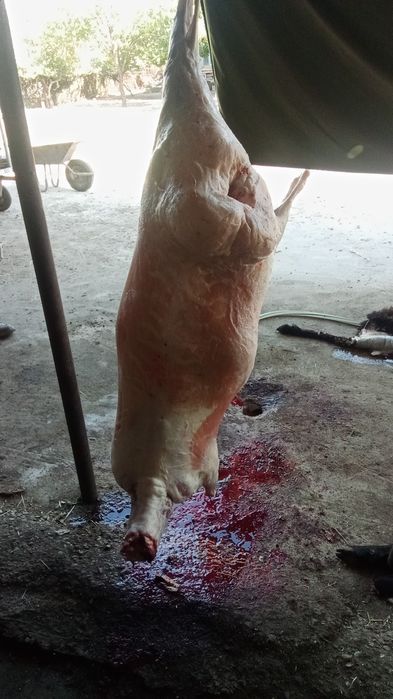 Кой, токты саулық сатылады