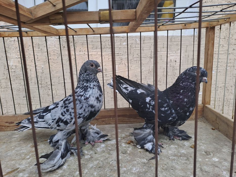 Голуби челкари,жуки ,сочи