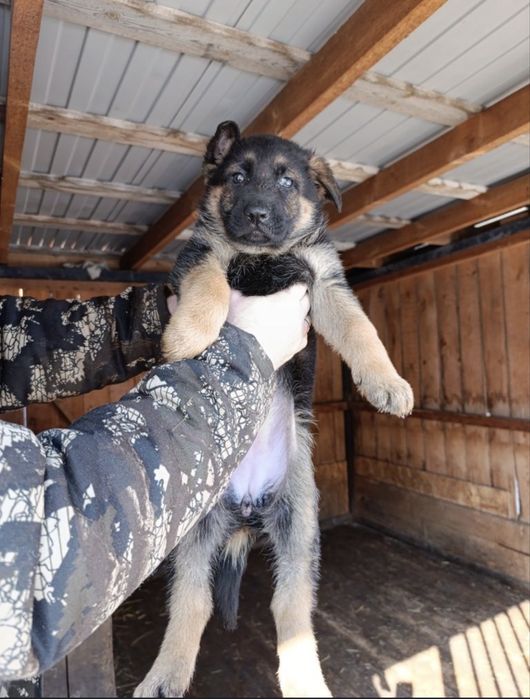 Щенки Немецкой овчарки