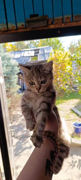 Отдам котенка мальчика и девочку в добрые руки