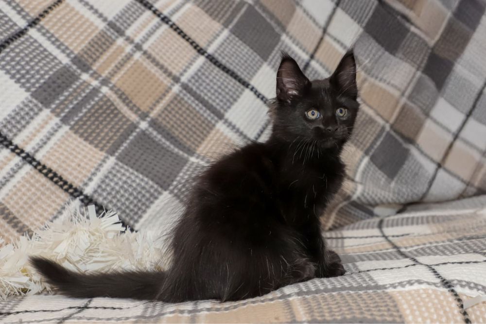 Кошечка в черном окрасе породы мейн кун