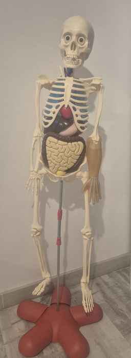 Colectia Corpul Uman