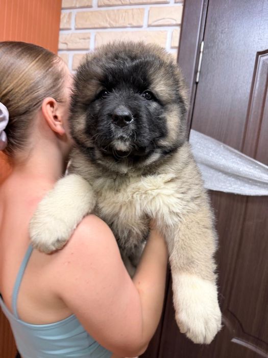 Щенки кавказкой овчарки