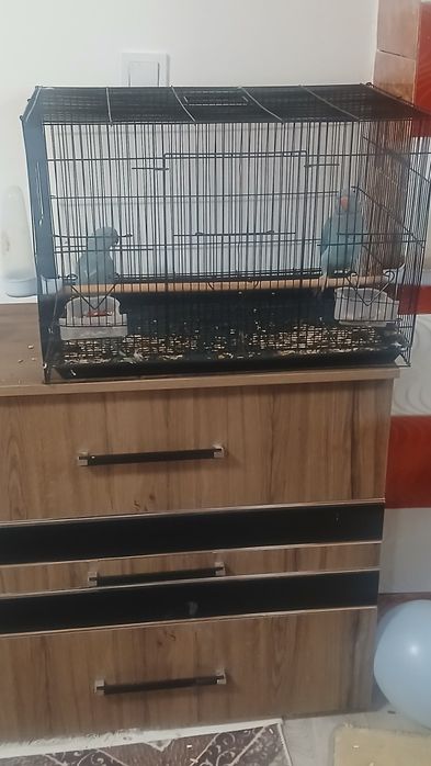 Vând papagali micul Alexandru blânzi.