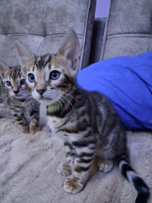 Продам бенгальских котят.