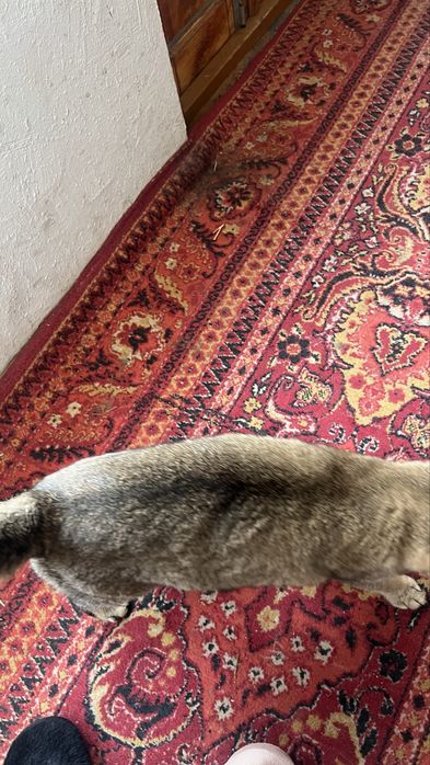 VYAZKA EMAS SOTILADI вислоухий  шиншилла