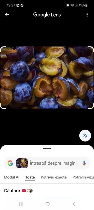 Vând prune pentru țuică.