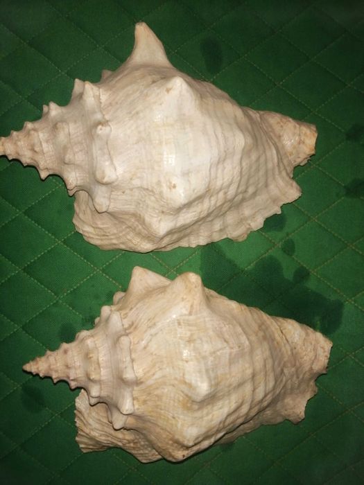 Ракушки для декора