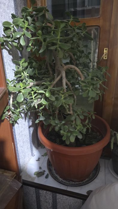 Xonaki tuvakda Gullar