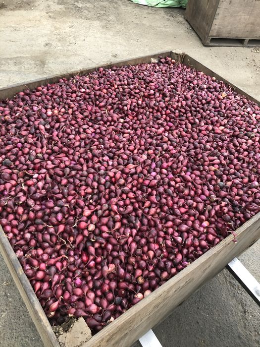 Arpagic direct importator in Olanda