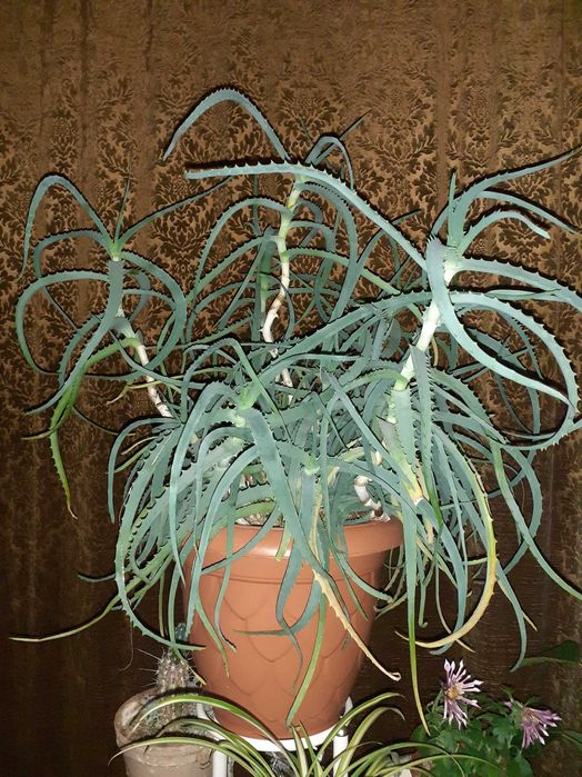 Алое Вера лечебно на стръкове