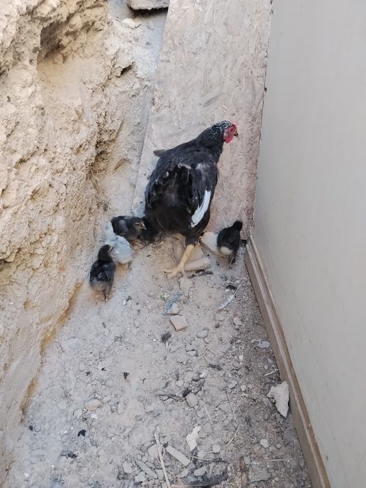 Kurk tovuq joʻjalari bilan