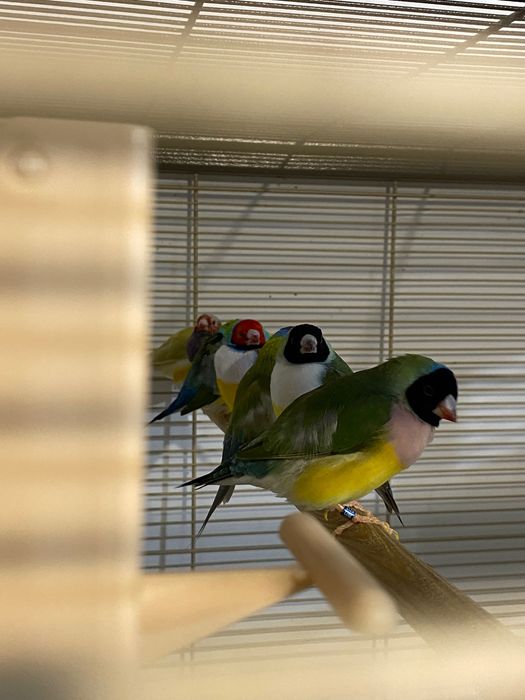 Амадины чисто кровные гульды