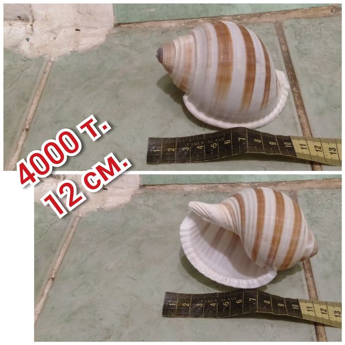 Продам большие ракушки
