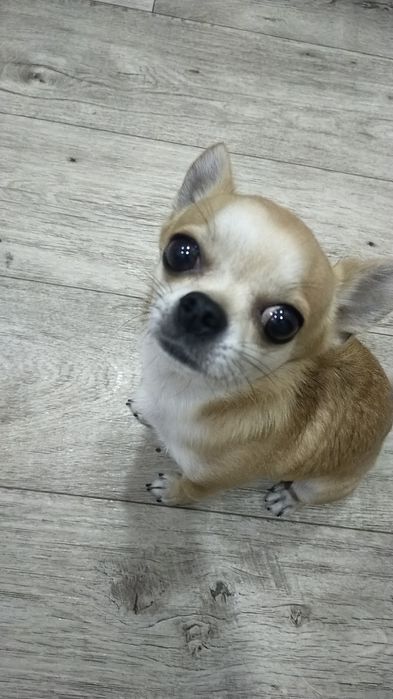 Передержка животных на юге