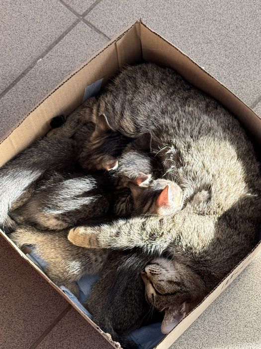 Котята даром