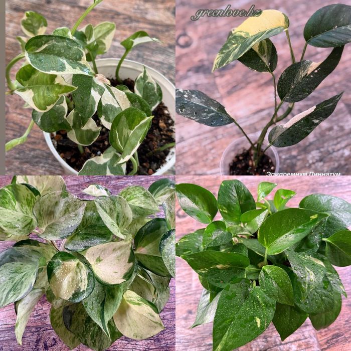 Филодендроны в ассортименте