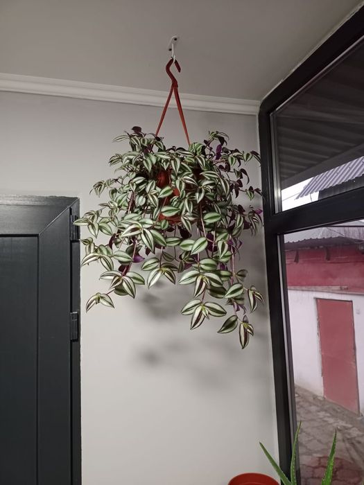 Продам комнатные цветы