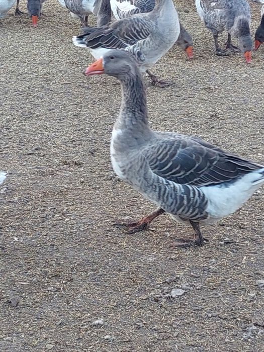 Продам гусей домашних