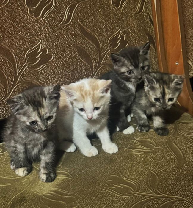 Отдам котят в хорошие руки