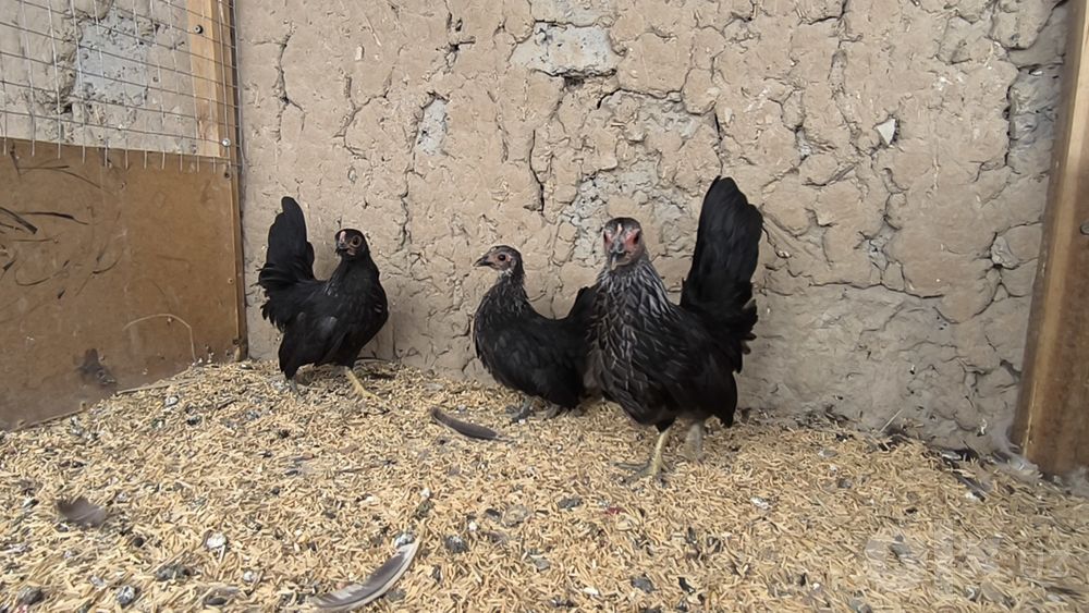 Samuray shabo makiyonchala sotiladi manzil Toshkent shahri