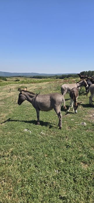 Magarite de vanzare cu pui si gestante