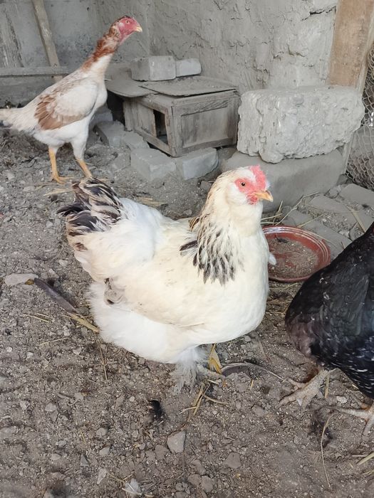 Oq makiyon sotiladi soglom yosh qiziq bo'lsa arzon bervoraman