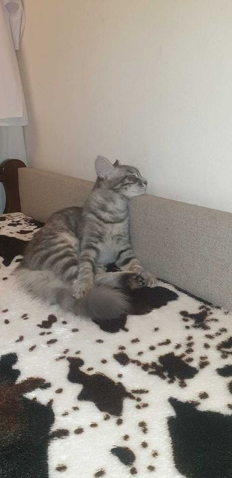 Отдаем Белочку, красоткк кошечку