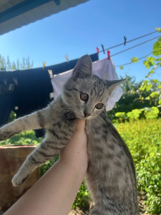 Отдам кошечку в добрые руки