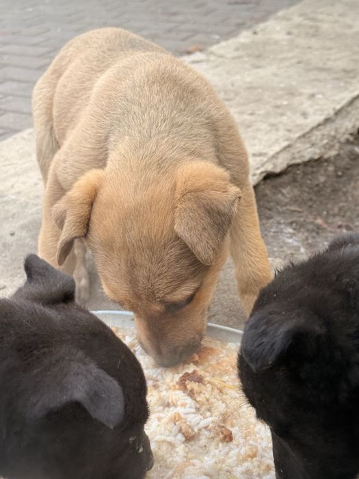 Отдам щенков 2 мальчкиа 1 девояка