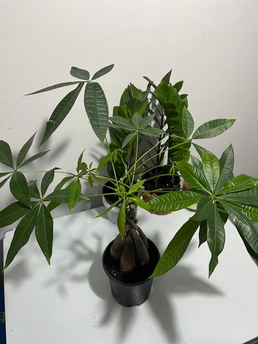 Комнатные растения