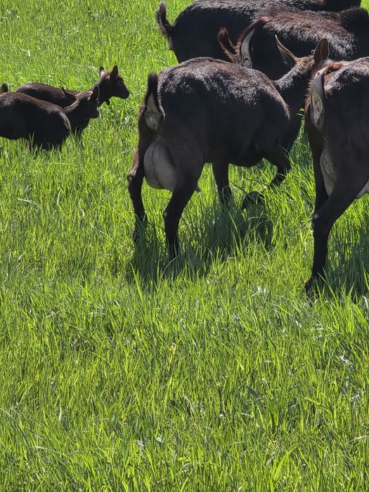 Capre murcuiana granadina de vanzare