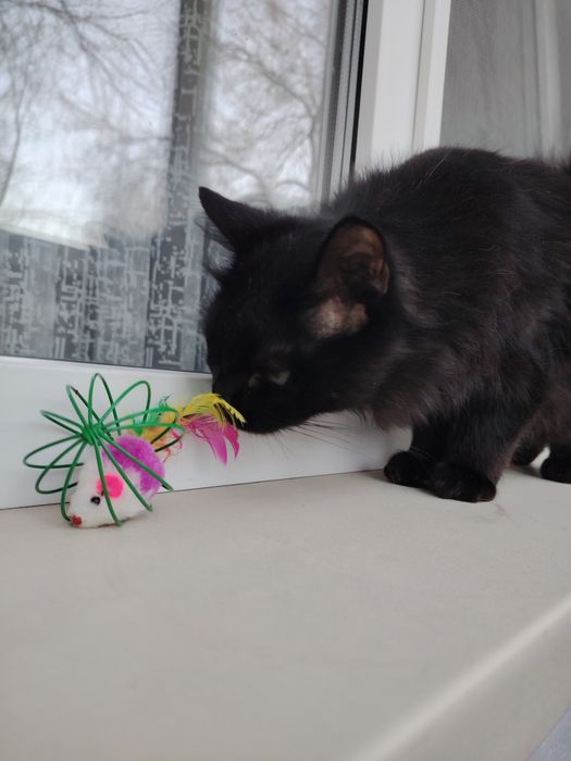 Пристраивается шикарный кот