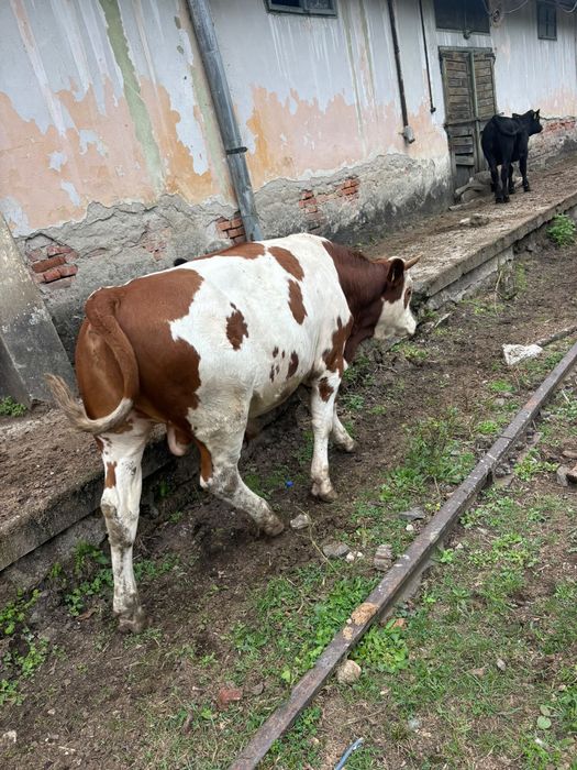 Vand Taur Bălțat