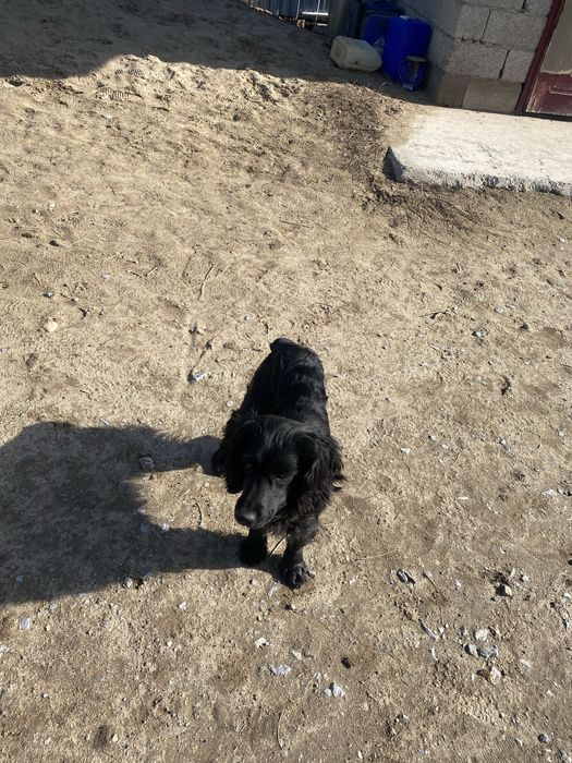 Продаётся Сабака испаниел