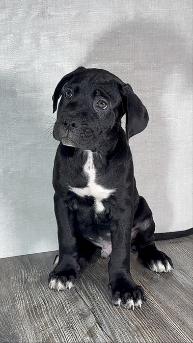 Шенки кане корсо