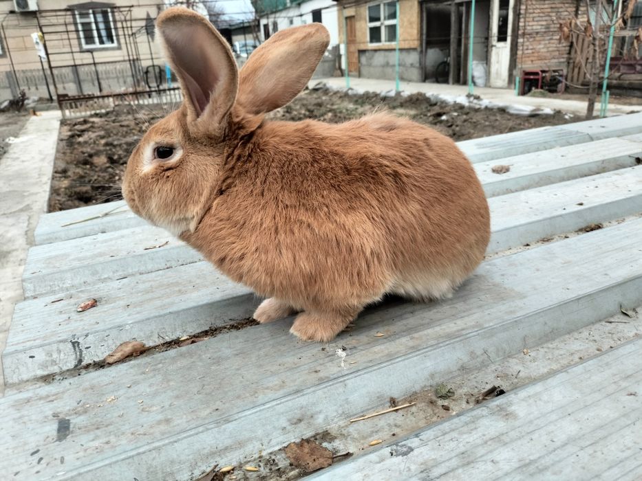 Распродажа кроликов