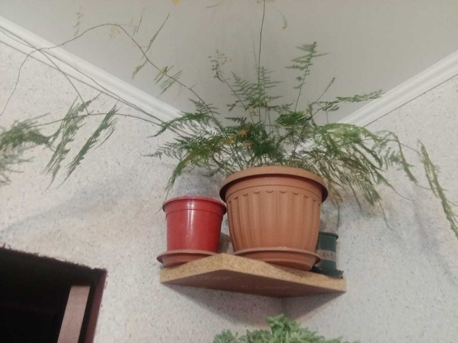 Комнатные цветы разные