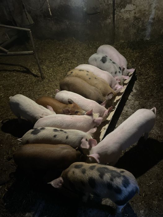 Продават се малки прасенца