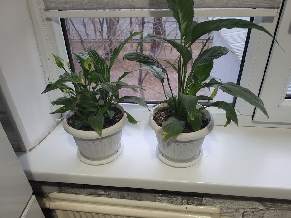 Женское счастье 2 шт по 2500