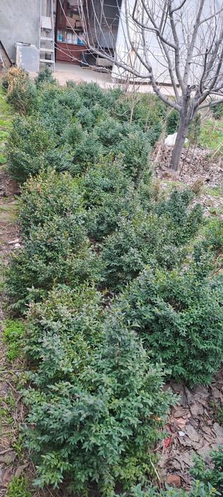 Шамшод kochatlari