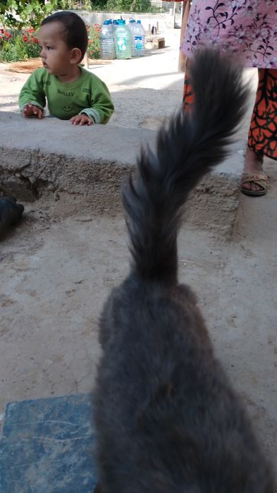 Mushuk  sotiladi rangi kulrang tusga ega bu