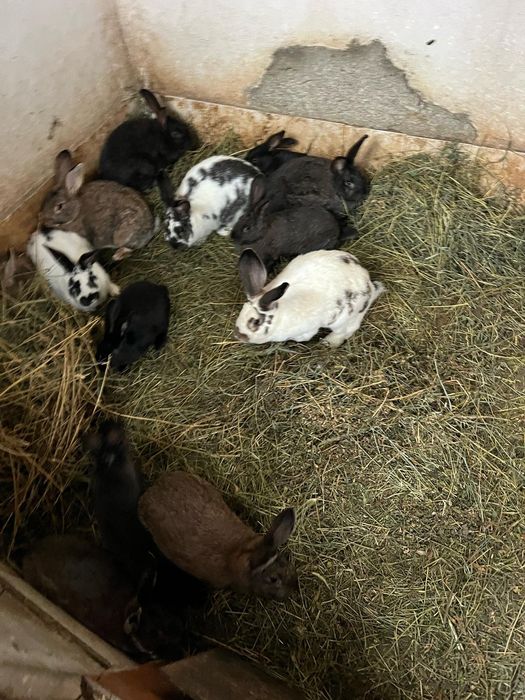 Vând iepuri pui/adult diferite rase