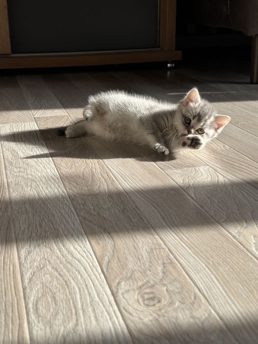 Мушук сотилади | шиншилла