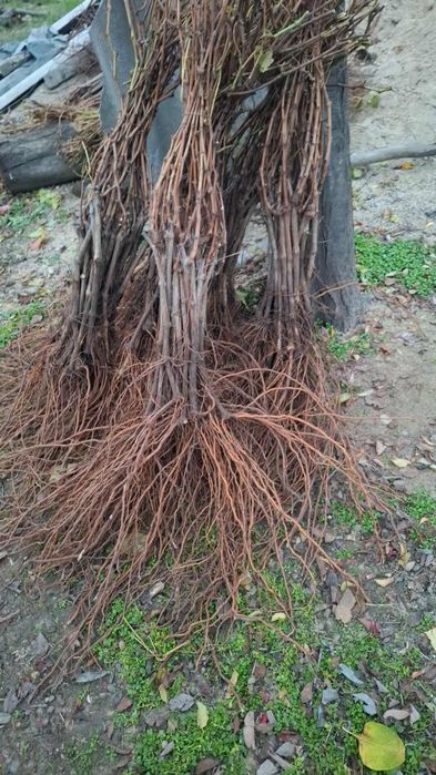 Butasi de vită de vie de anul 2 și de anul 3