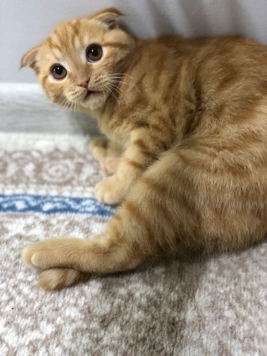 Zor mushu silaga yoqib qoladi skottish fold rassayam oynoqi og’il bola