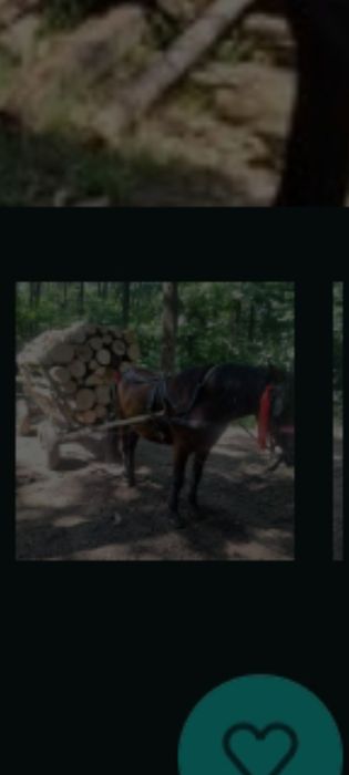 De vânzare iapă vârstă  11 ani sa probează landed vrea clientu